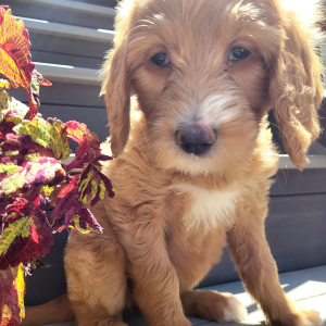 Goldendoodle Puppy Frida