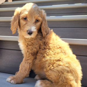 Goldendoodle Puppy Frida