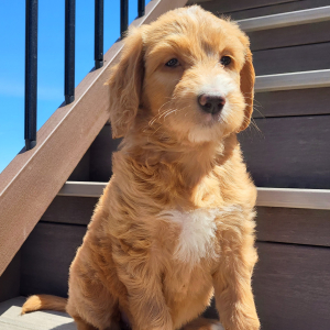 Goldendoodle Puppy Frida