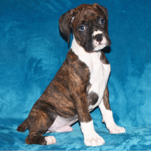 Boxer Puppy Digger