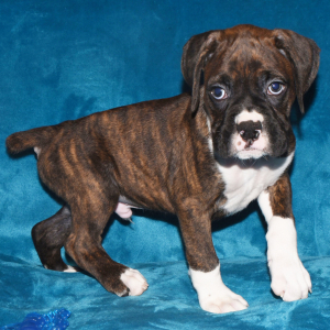 Boxer Puppy Digger