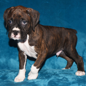 Boxer Puppy Digger