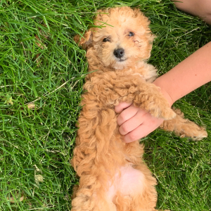 Poodle Puppy Clyde