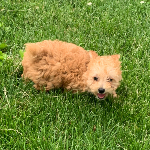 Poodle Puppy Clyde