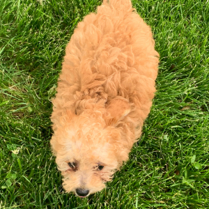 Poodle Puppy Clyde