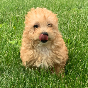 Poodle Puppy Clyde