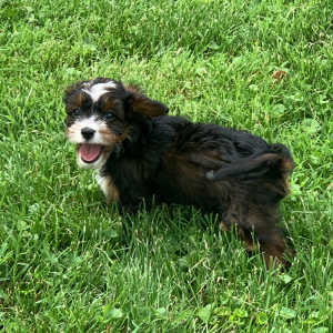 Cavapoo Puppy Necco