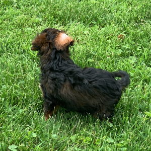 Cavapoo Puppy Necco