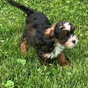 Cavapoo Puppy Necco