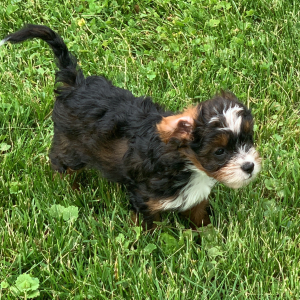 Cavapoo Puppy Necco