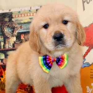 Golden Retriever Puppy Rookie