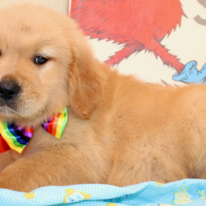 Golden Retriever Puppy Rookie