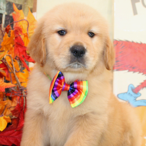 Golden Retriever Puppy Rookie