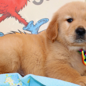 Golden Retriever Puppy Rookie