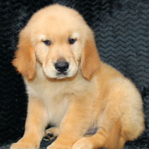 Golden Retriever Puppy Rookie