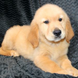 Golden Retriever Puppy Rookie