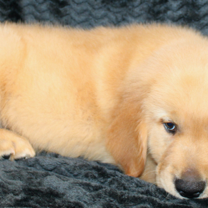 Golden Retriever Puppy Rookie