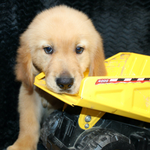 Golden Retriever Puppy Rookie