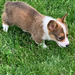 Pembroke Welsh Corgi Puppy Toby