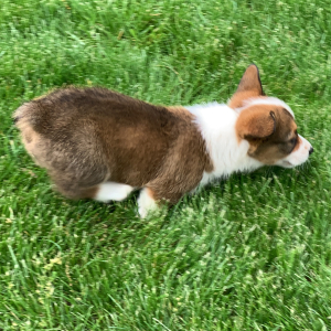 Pembroke Welsh Corgi Puppy Toby