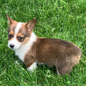 Pembroke Welsh Corgi Puppy Toby