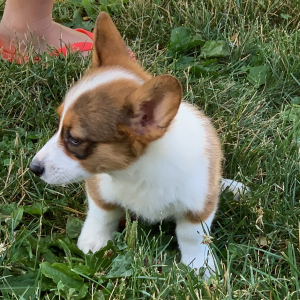 Pembroke Welsh Corgi Puppy Toby