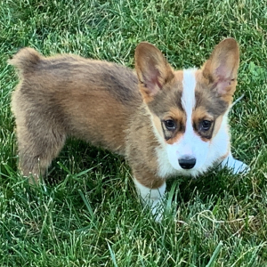 Pembroke Welsh Corgi Puppy Toby
