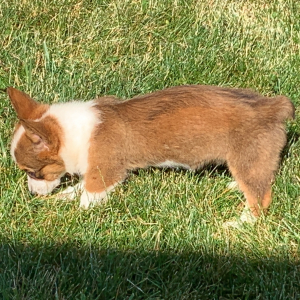 Pembroke Welsh Corgi Puppy Toby