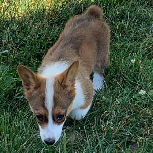Pembroke Welsh Corgi Puppy Toby