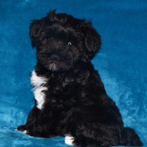 Miniature Schnauzer Puppy Cutie