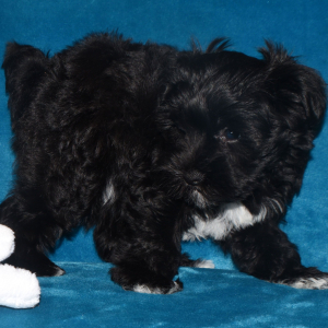 Miniature Schnauzer Puppy Cutie