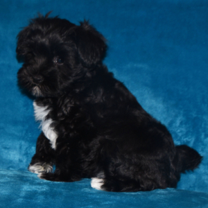 Miniature Schnauzer Puppy Cutie