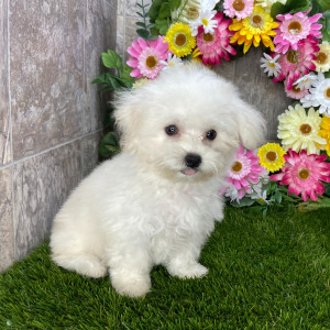 Coton de Tulear Puppy Savannah
