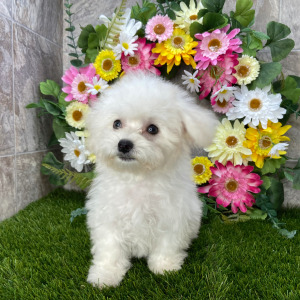 Coton de Tulear Puppy Savannah