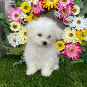 Coton de Tulear Puppy Savannah