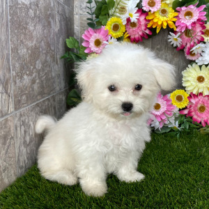 Coton de Tulear Puppy Savannah