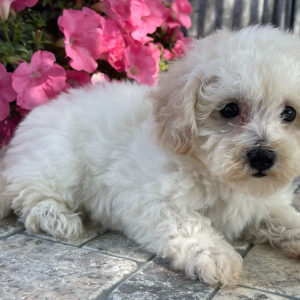 Bichonpoo Puppy Roma