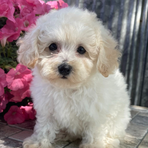 Bichonpoo Puppy Roma