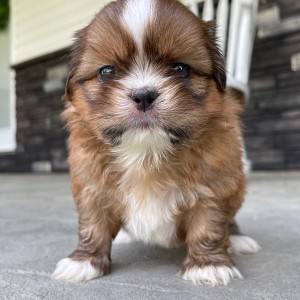 Shih Tzu Puppy Dex