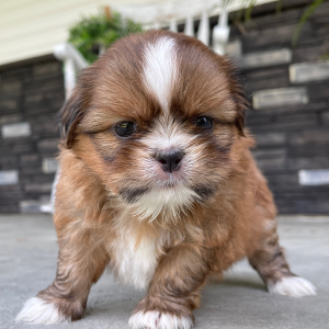Shih Tzu Puppy Dex