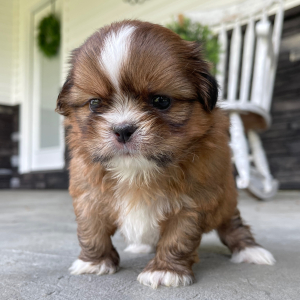 Shih Tzu Puppy Dex