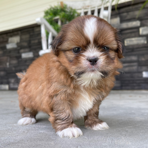 Shih Tzu Puppy Dex