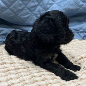 Cavapoo Puppy Jorden