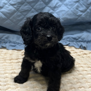 Cavapoo Puppy Jorden
