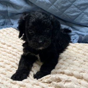 Cavapoo Puppy Jorden
