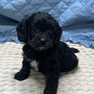 Cavapoo Puppy Jorden