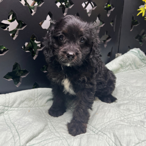 Cavapoo Puppy Jorden