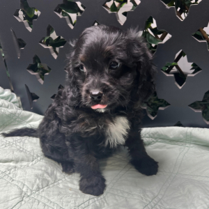 Cavapoo Puppy Jorden