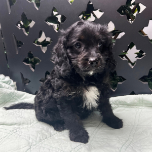 Cavapoo Puppy Jorden