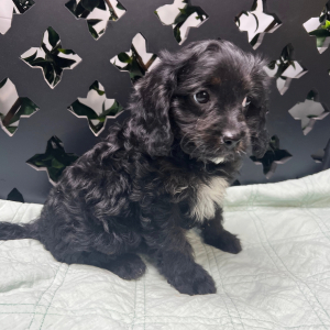 Cavapoo Puppy Jorden